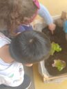 bambini che fanno l'orto a scuola